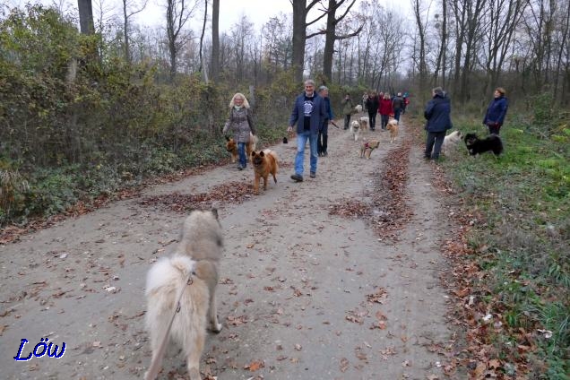 10.11.2018 - Eurasiertreffen - Viele Hunde unterwegs